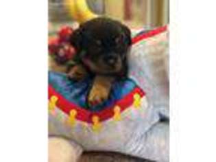 Rottweiler Puppy for sale in Corona, CA, USA