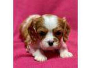 Cavalier King Charles Spaniel Puppy for sale in Buffalo, MO, USA