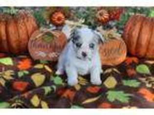 Pembroke Welsh Corgi Puppy for sale in Dewey, OK, USA