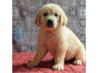 Golden Retriever Puppy for sale in New York, NY, USA