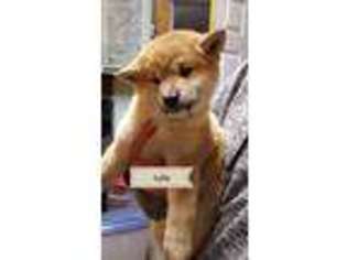 Shiba Inu Puppy for sale in Denver, CO, USA