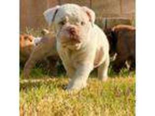 Olde English Bulldogge Puppy for sale in Yuma, AZ, USA