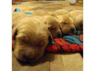 Golden Retriever Puppy for sale in Gainesville, FL, USA