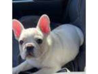 French Bulldog Puppy for sale in Blythe, CA, USA