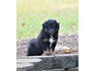 Australian Shepherd Puppy for sale in Eaton, OH, USA