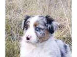 Australian Shepherd Puppy for sale in Sentinel Butte, ND, USA