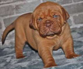 American Bull Dogue De Bordeaux Puppy for sale in Westport, CT, USA