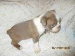 Boston Terrier Puppy for sale in Attalla, AL, USA