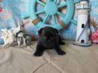 French Bulldog Puppy for sale in Nashville, MI, USA