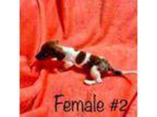 Dachshund Puppy for sale in Gray Court, SC, USA