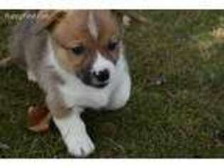 Pembroke Welsh Corgi Puppy for sale in Gainesville, MO, USA