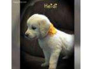 Golden Retriever Puppy for sale in Coshocton, OH, USA