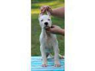 Dogo Argentino Puppy for sale in Greensboro, NC, USA