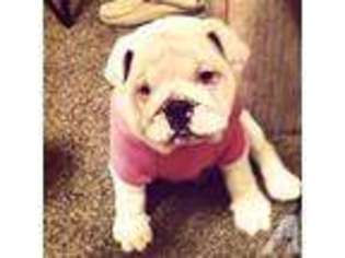 Bulldog Puppy for sale in YORK, PA, USA