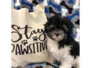 Mutt Puppy for sale in Sycamore, GA, USA