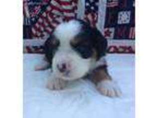 Cavalier King Charles Spaniel Puppy for sale in Independence, KS, USA