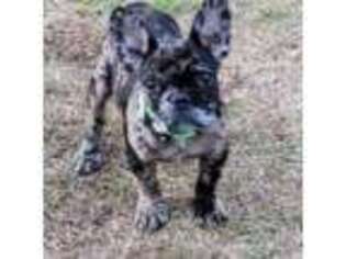 French Bulldog Puppy for sale in Mastic Beach, NY, USA