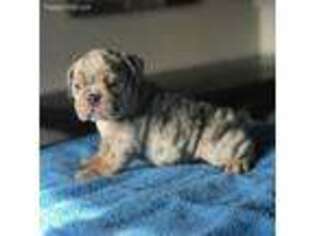 Bulldog Puppy for sale in Morristown, TN, USA