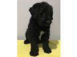 Labradoodle Puppy for sale in Danville, NH, USA