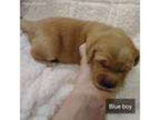 Golden Retriever Puppy for sale in Gilmer, TX, USA