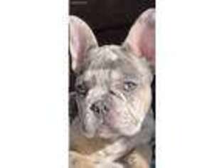 French Bulldog Puppy for sale in Brownsville, TN, USA