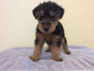 Welsh Terrier Puppy for sale in West Roxbury, MA, USA