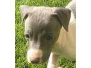 Italian Greyhound Puppy for sale in Bakersfield, CA, USA