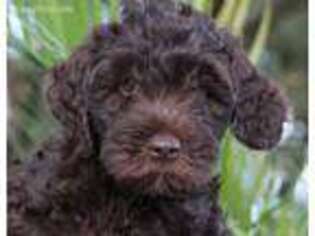 Labradoodle Puppy for sale in Manchaca, TX, USA