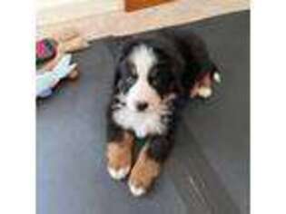 Bernese Mountain Dog Puppy for sale in Denville, NJ, USA