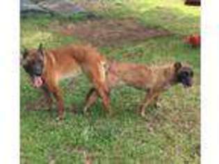 Belgian Malinois Puppy for sale in Oakland, CA, USA