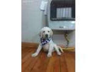 Labrador Retriever Puppy for sale in Spencerville, IN, USA