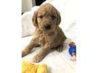 Goldendoodle Puppy for sale in Middlebury, IN, USA