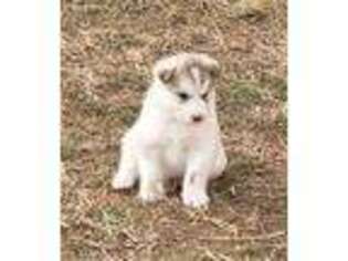 Alaskan Malamute Puppy for sale in Big Sandy, MT, USA