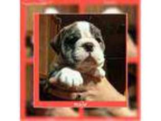 Bulldog Puppy for sale in Middleport, OH, USA