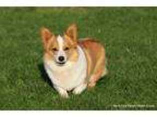 Pembroke Welsh Corgi Puppy for sale in Myrtle Point, OR, USA