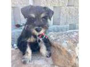 Mutt Puppy for sale in Huntington, UT, USA