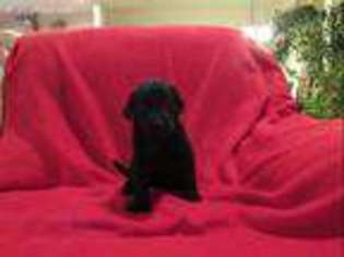 Labrador Retriever Puppy for sale in Haslet, TX, USA