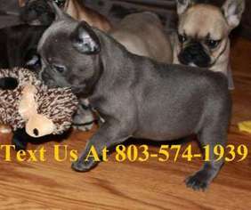 French Bulldog Puppy for sale in Huntsville, TX, USA
