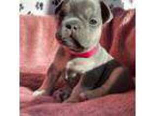 French Bulldog Puppy for sale in New Hartford, CT, USA