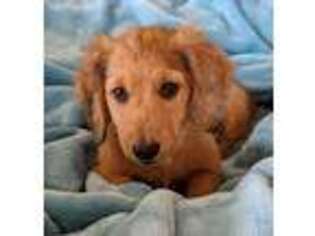 Dachshund Puppy for sale in Grants Pass, OR, USA