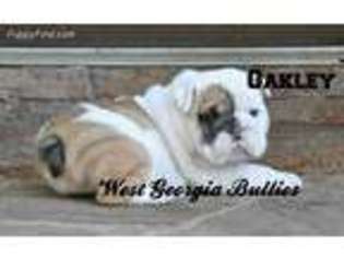 Bulldog Puppy for sale in Douglasville, GA, USA