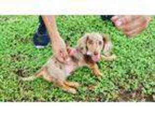 Dachshund Puppy for sale in Lakeland, FL, USA
