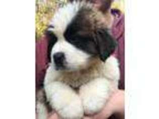 Saint Bernard Puppy for sale in Harpursville, NY, USA
