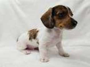 Dachshund Puppy for sale in Harmony, PA, USA