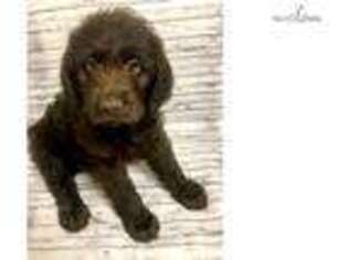 Labradoodle Puppy for sale in Hattiesburg, MS, USA