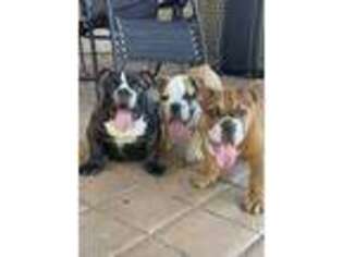 Bulldog Puppy for sale in Tempe, AZ, USA