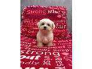 Bichon Frise Puppy for sale in Red House, WV, USA
