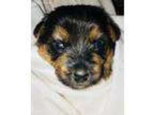 Medium Photo #1 Norwich Terrier Puppy For Sale in Highland Village, TX, USA