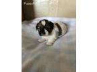 Mutt Puppy for sale in Greene, IA, USA