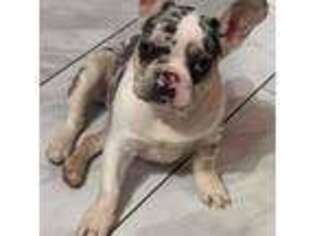 French Bulldog Puppy for sale in Slidell, LA, USA